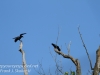 crows -3
