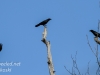 crows -4