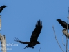 crows -5