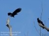 crows -6