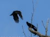 crows -7