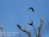 crows -8