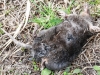 dead star nosed mole -3
