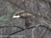 PPL Wetlands  Bald eagle (1 of 1)