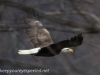 PPL Wetlands  Bald eagle 2 (1 of 1)