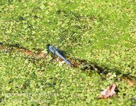 PPL Wetlands dragonflies insects June 19 2016 