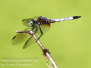 PPL Wetlands dragonflies July 22 2017 