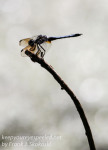 PPL Wetlands dragonflies July 9 2017 