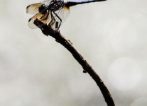 PPL Wetlands dragonflies -004