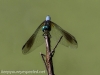 PPL Wetlands dragonflies -013