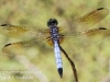 PPL Wetlands dragonflies -025
