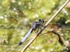 PPL Wetlands dragonflies -032