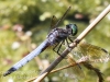 PPL Wetlands dragonflies -034