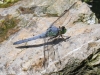 PPL Wetlands dragonflies -036