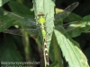 PPL Wetlands dragonflies -071