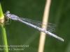 PPL Wetlands dragonflies -086