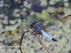 PPL Wetlands dragonflies -089