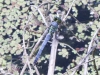 PPL Wetlands dragonflies -095