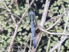 PPL Wetlands dragonflies -098