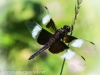 PPL Wetlands dragonflies -169