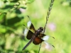 PPL Wetlands dragonflies -171