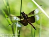 PPL Wetlands dragonflies -172