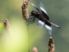 PPL Wetlands dragonflies -182