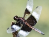 PPL Wetlands dragonflies -183