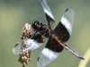 PPL Wetlands dragonflies -184