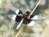 PPL Wetlands dragonflies -196