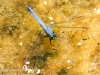 PPL Wetlands dragonflies -207