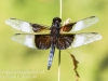 PPL Wetlands dragonflies -211