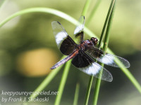 PPL Wetlands dragonflies June 24 2017 