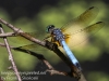 dragonflies -092