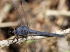 dragonflies -106