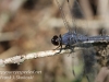 dragonflies -118