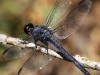 dragonflies -130