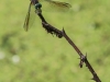 dragonflies -156