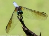 dragonflies -158