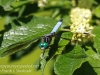 dragonflies -162