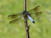 dragonflies -164