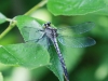 dragonflies -165