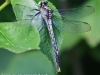 dragonflies -169