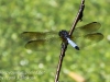 dragonflies -172