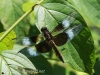 dragonflies -196
