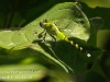 dragonflies -197