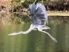 great blue heron (13 of 34)