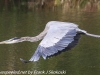 great blue heron (14 of 34)
