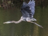great blue heron (15 of 34)