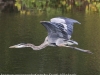 great blue heron (17 of 34)